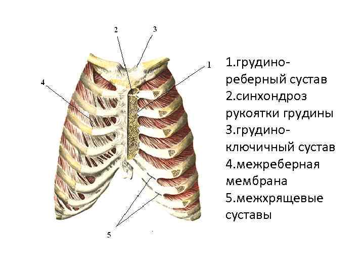 Артроз реберно позвоночных сочленений