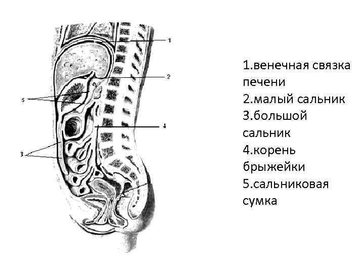 1. венечная связка печени 2. малый сальник 3. большой сальник 4. корень брыжейки 5.