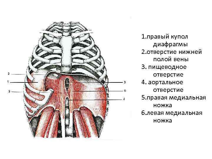 Купол диафрагмы