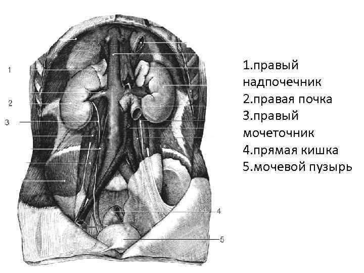 Левый надпочечник. Правый надпочечник. Правый надпочечник где находится. Левый надпочечник вид спереди.