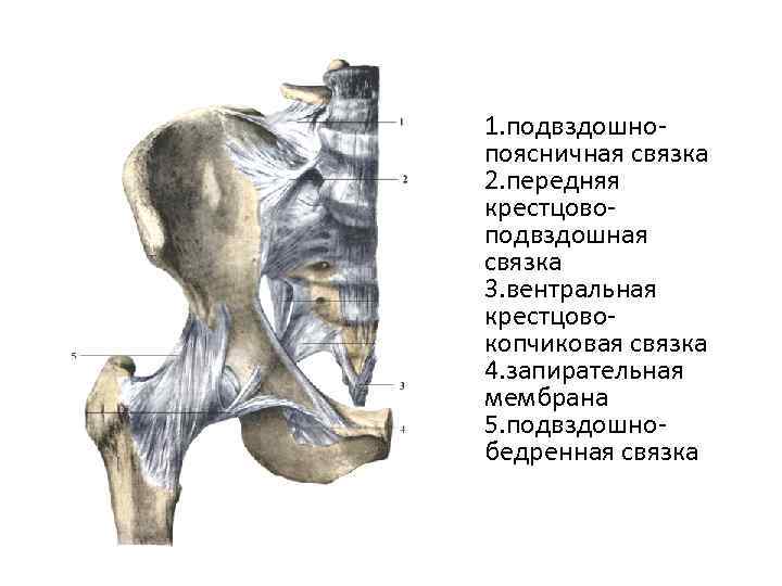 Поперечная связка