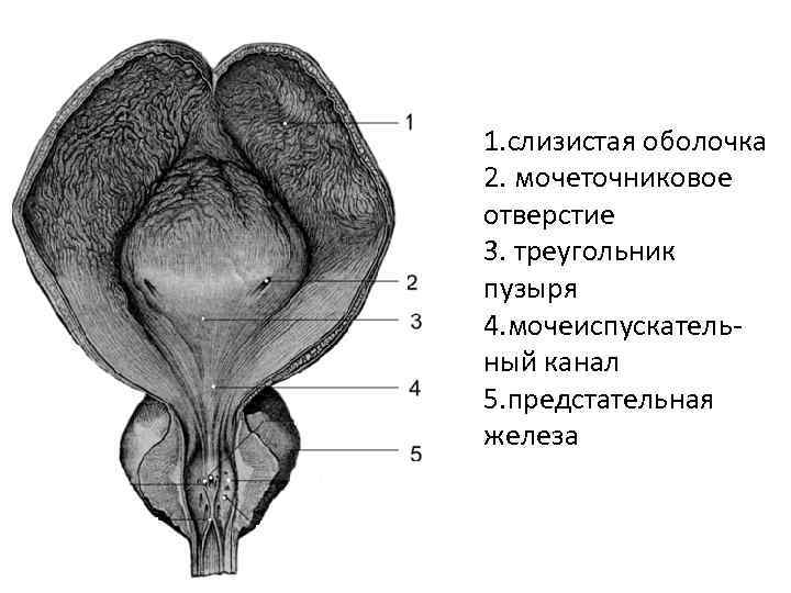1. слизистая оболочка 2. мочеточниковое отверстие 3. треугольник пузыря 4. мочеиспускательный канал 5. предстательная