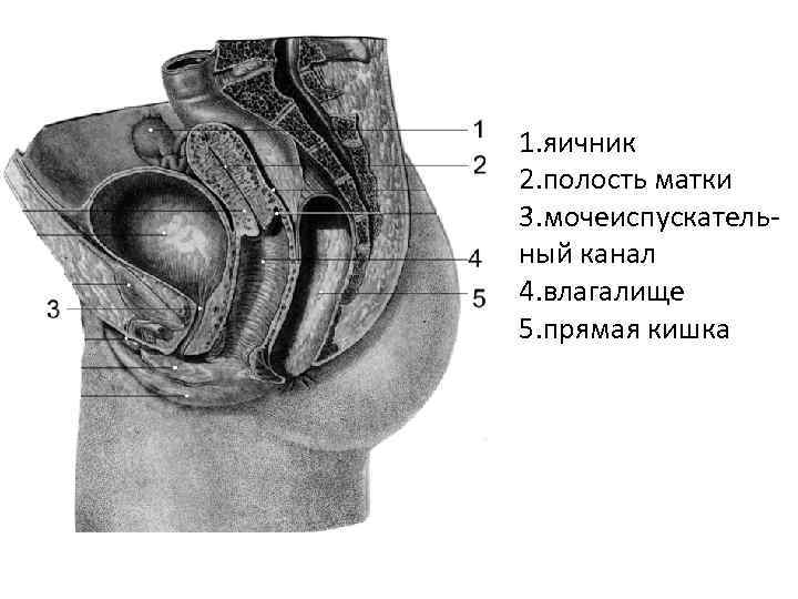 1. яичник 2. полость матки 3. мочеиспускательный канал 4. влагалище 5. прямая кишка 