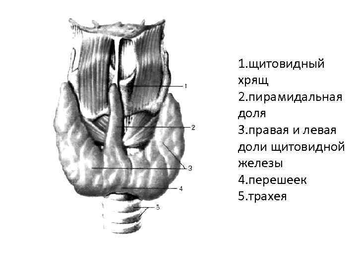 1. щитовидный хрящ 2. пирамидальная доля 3. правая и левая доли щитовидной железы 4.