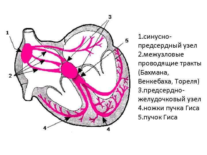 1. синуснопредсердный узел 2. межузловые проводящие тракты (Бахмана, Венкебаха, Тореля) 3. предсердножелудочковый узел 4.