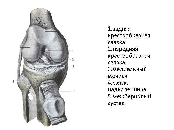 Две связки. Задняя крестовидная связка. Задняя крестообразная связка. Поперечная зубовидная связка Атланта. Крестообразная связка Атланта.