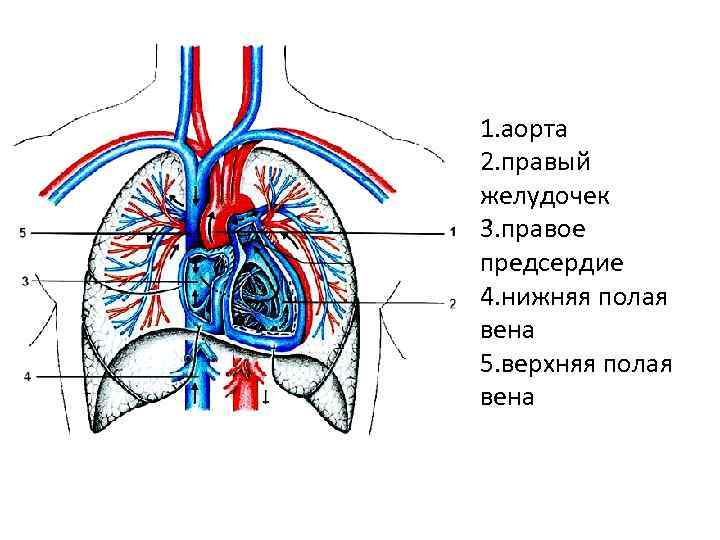 Полая вена правого желудочка