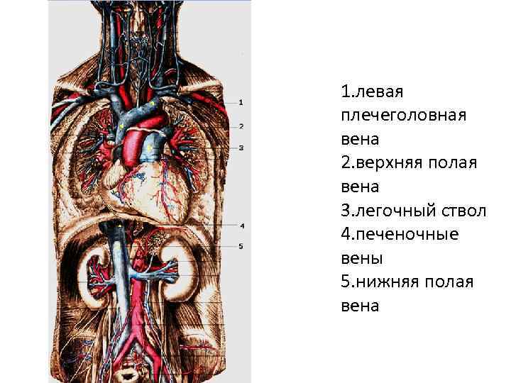 Легочный ствол фото