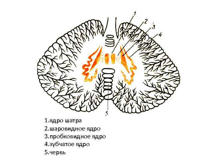 1. ядро шатра 2. шаровидное ядро 3. пробковидное ядро 4. зубчатое ядро 5. червь