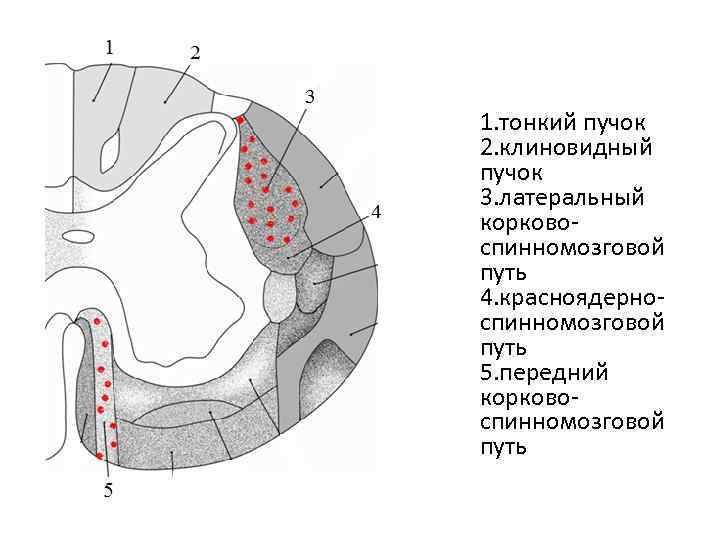 1. тонкий пучок 2. клиновидный пучок 3. латеральный корковоспинномозговой путь 4. красноядерноспинномозговой путь 5.
