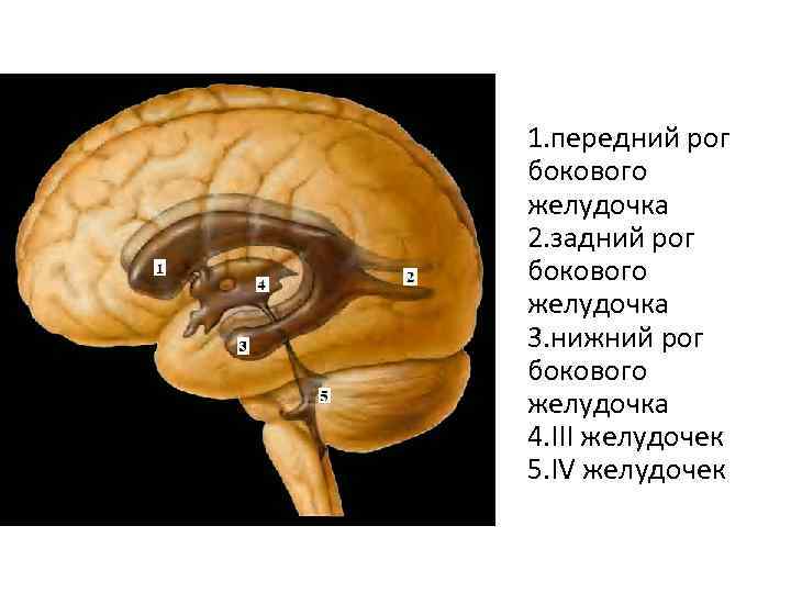 Задние боковые рога плоду