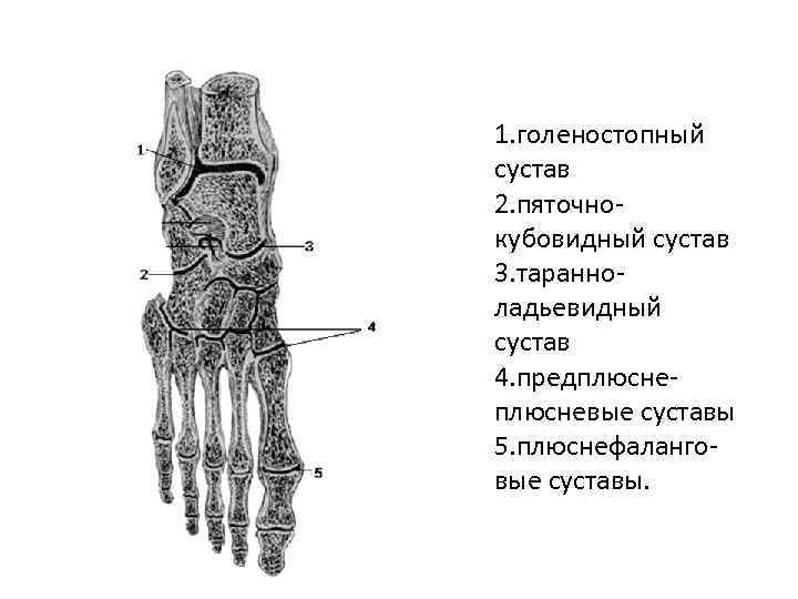 Нижняя поперечная связка