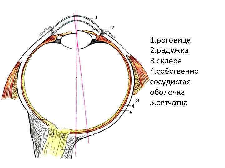 Связки 3. Склера сосудистая оболочка. Поперечная связка Атланта. Собственно сосудистая радужка. Связка между радужкой и роговицей.