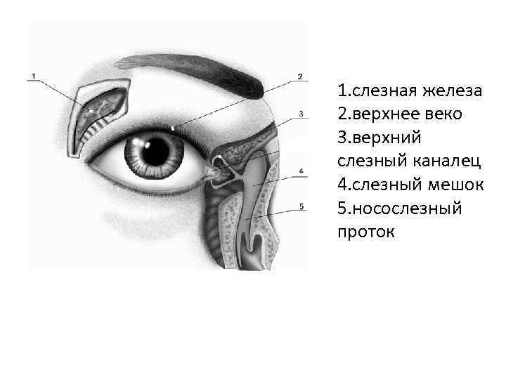 1. слезная железа 2. верхнее веко 3. верхний слезный каналец 4. слезный мешок 5.