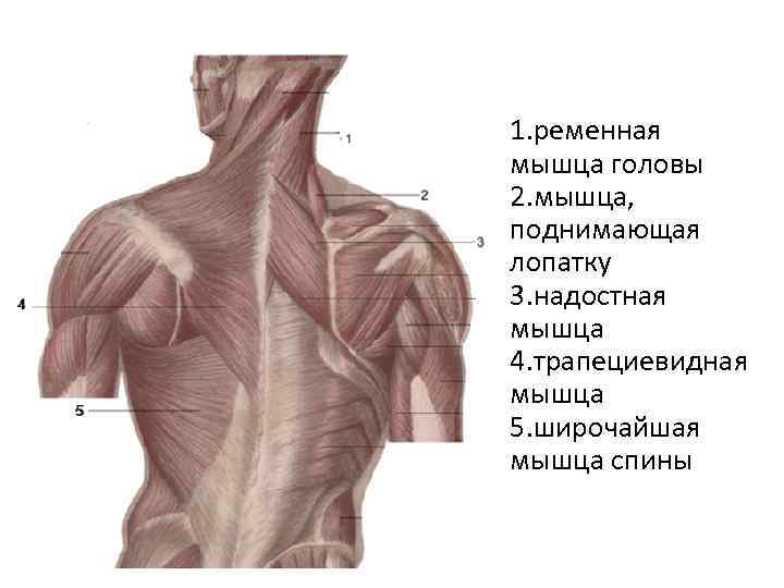 Надостная мышца спины анатомия