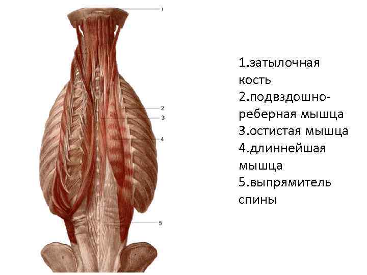 Поперечно остистая мышца спины