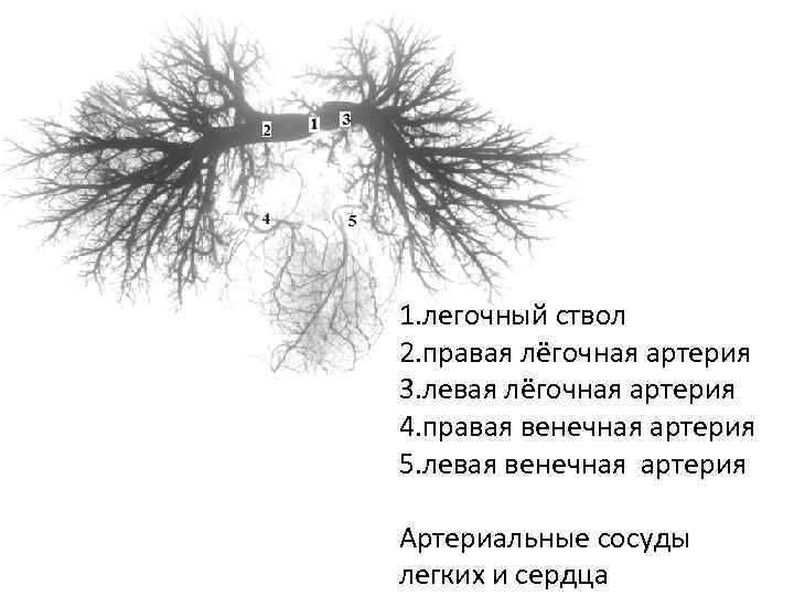 1. легочный ствол 2. правая лёгочная артерия 3. левая лёгочная артерия 4. правая венечная
