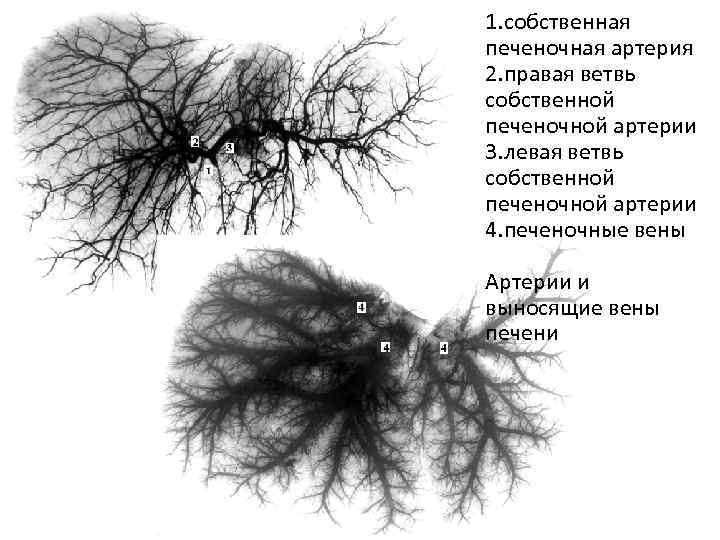 Левая ветвь