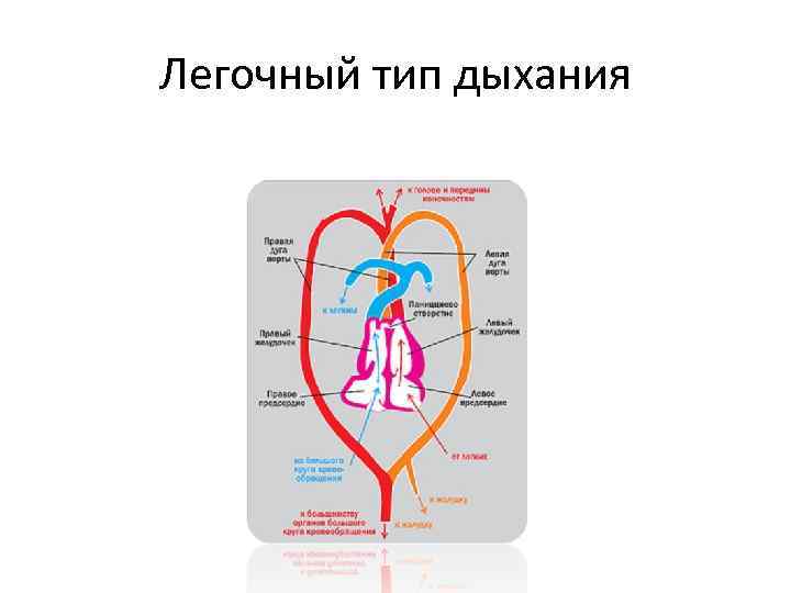 Легочный тип дыхания характерен. Типы легочного дыхания.