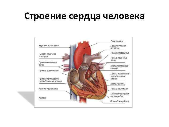 Строение сердца человека 