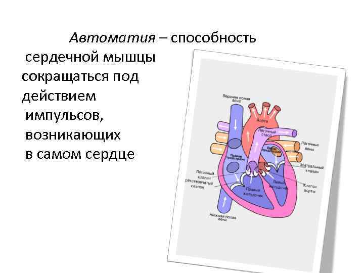 Автоматия – способность сердечной мышцы сокращаться под действием импульсов, возникающих в самом сердце 