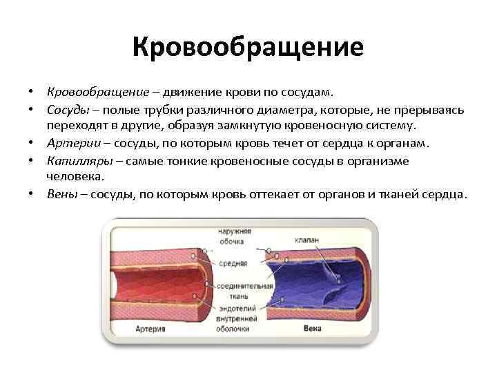 Кровообращение • Кровообращение – движение крови по сосудам. • Сосуды – полые трубки различного