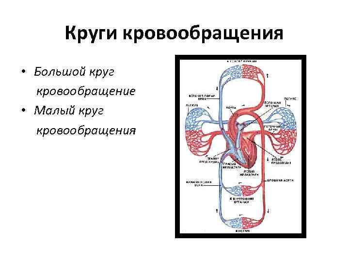 Круги кровообращения • Большой круг кровообращение • Малый круг кровообращения 