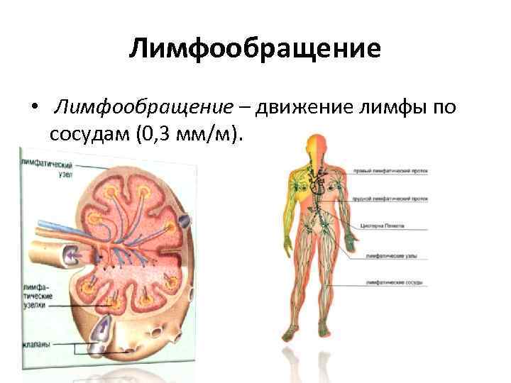 Лимфообращение • Лимфообращение – движение лимфы по сосудам (0, 3 мм/м). 