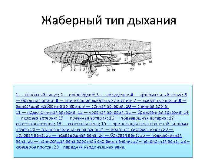 Жаберный тип дыхания 1 — венозный синус; 2 — предсердие; 3 — желудочек; 4