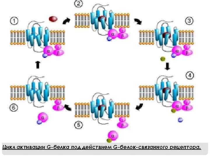 Цикл активации G-белка под действием G-белок-связанного рецептора. 