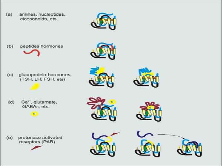 ЛИГАНДЫ И ЛИГАНД-СВЯЗЫВАЮЩИЕ УЧАСТКИ СЕРПЕНТИНОВЫХ РЕЦЕПТОРОВ Уникальная структура лиганд-связывающих участков серпентиновых рецепторов позволяет связывать