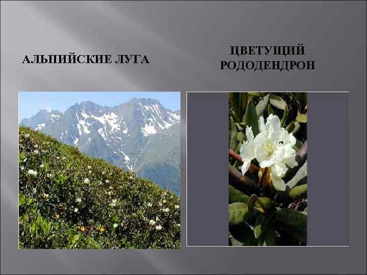 АЛЬПИЙСКИЕ ЛУГА ЦВЕТУЩИЙ РОДОДЕНДРОН 