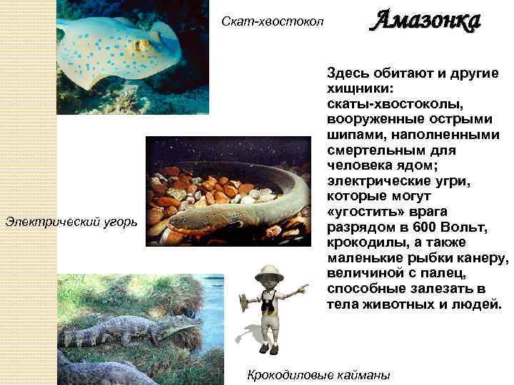 Скат-хвостокол Электрический угорь Амазонка Здесь обитают и другие хищники: скаты-хвостоколы, вооруженные острыми шипами, наполненными