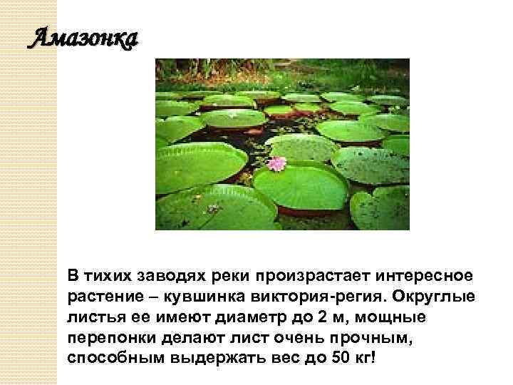 Амазонка В тихих заводях реки произрастает интересное растение – кувшинка виктория-регия. Округлые листья ее