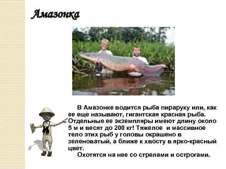 Амазонка В Амазонке водится рыба пираруку или, как ее еще называют, гигантская красная рыба.