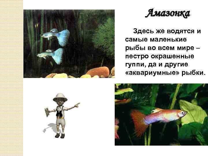 Амазонка Здесь же водятся и самые маленькие рыбы во всем мире – пестро окрашенные