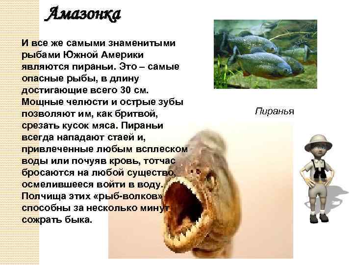 Амазонка И все же самыми знаменитыми рыбами Южной Америки являются пираньи. Это – самые