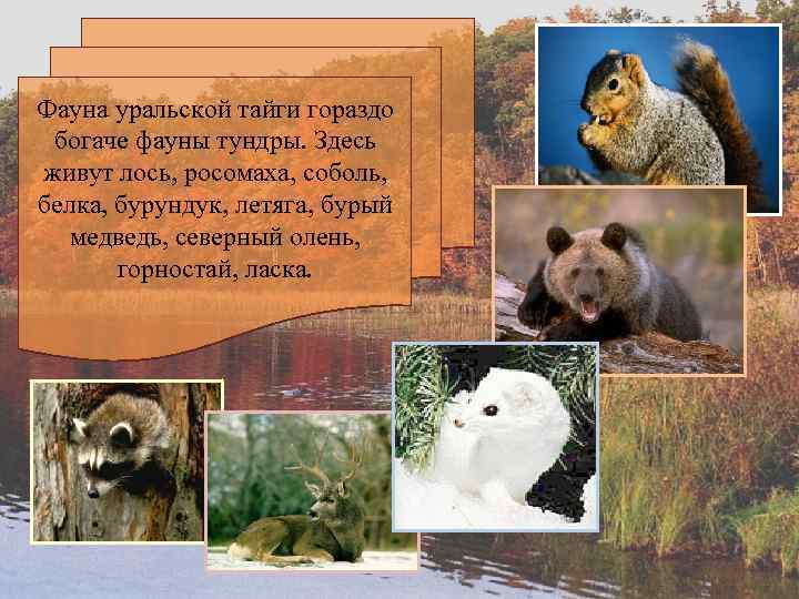 Фауна уральской тайги гораздо богаче фауны тундры. Здесь живут лось, росомаха, соболь, белка, бурундук,