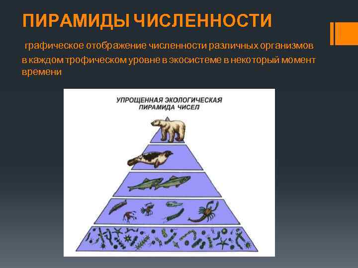 Экологическая пирамида численности