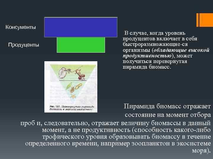 Консументы Продуценты В случае, когда уровень продуцентов включает в себя быстроразмножающие-ся организмы (обладающие высокой