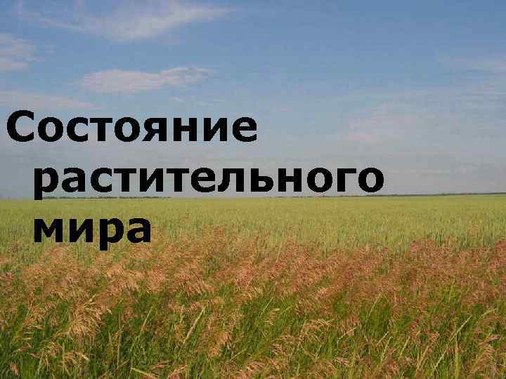 Состояние растительного мира 