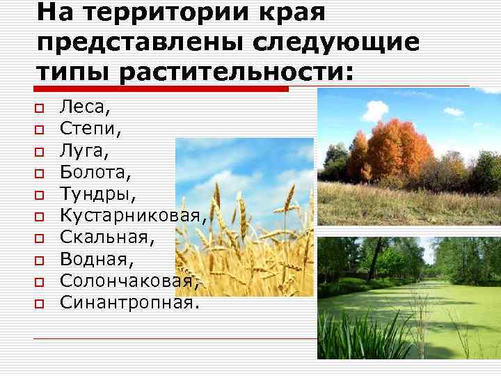 На территории края представлены следующие типы растительности: o o o o o Леса, Степи,