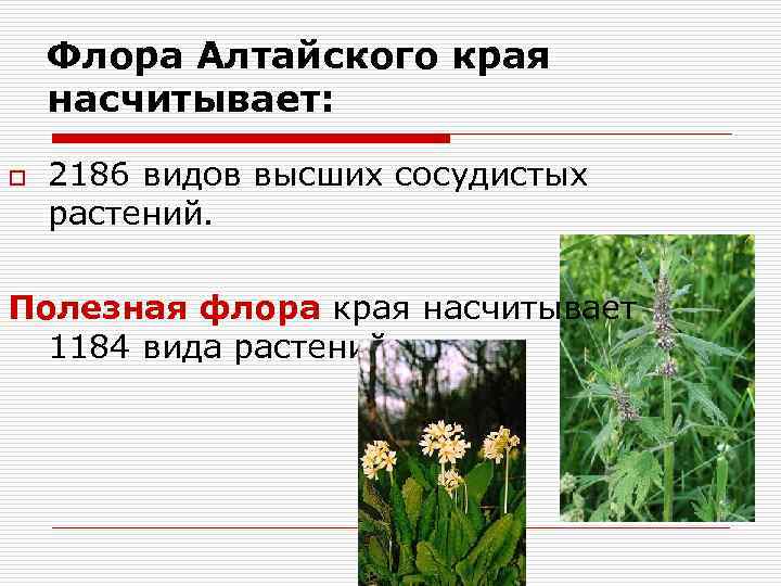 Флора Алтайского края насчитывает: o 2186 видов высших сосудистых растений. Полезная флора края насчитывает