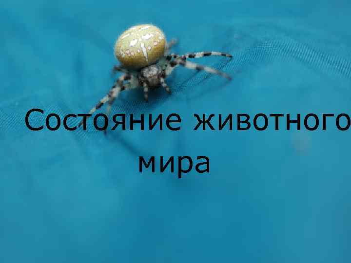 Состояние животного мира 