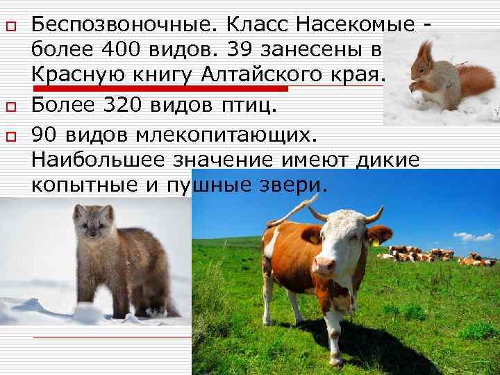 o o o Беспозвоночные. Класс Насекомые - более 400 видов. 39 занесены в Красную