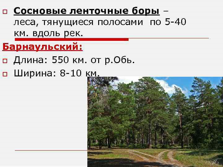 Твой список бор. Сосновые ленточные боры. Протяженность ленточного Бора. Ленточные боры Алтайского края карта. Барнаульский ленточный Бор.