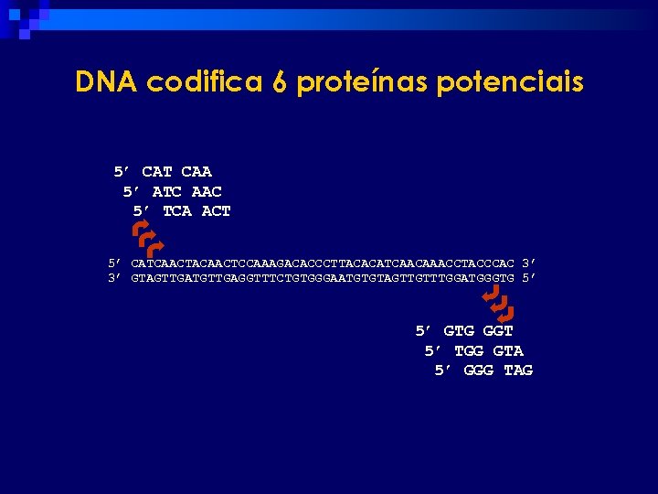 DNA codifica 6 proteínas potenciais 5’ CAT CAA 5’ ATC AAC 5’ TCA ACT
