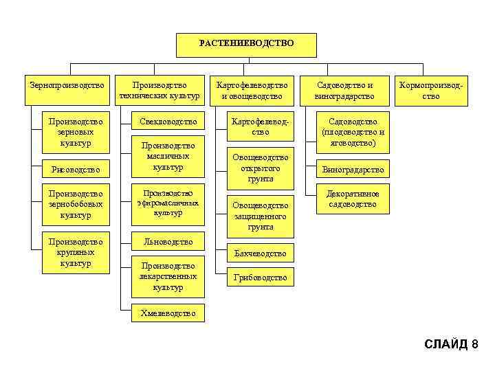 РАСТЕНИЕВОДСТВО Зернопроизводство Производство зерновых культур Производство технических культур Свекловодство Рисоводство Производство масличных культур Производство