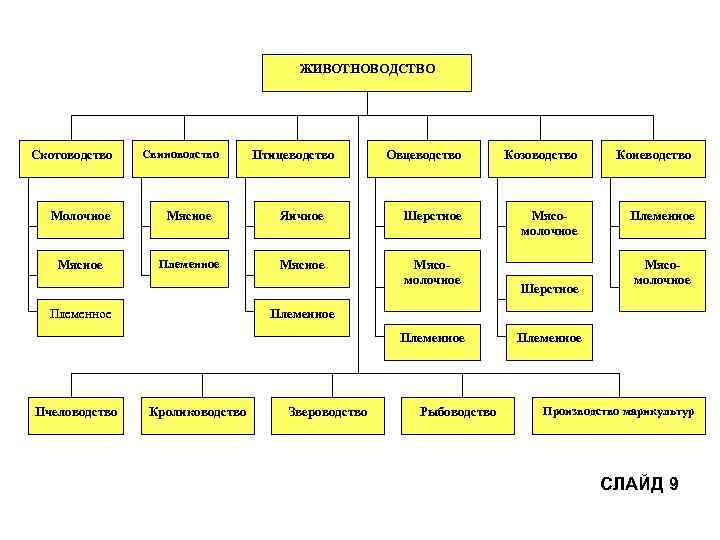 ЖИВОТНОВОДСТВО Скотоводство Свиноводство Птицеводство Овцеводство Козоводство Коневодство Мясомолочное Племенное Молочное Мясное Яичное Шерстное Мясное