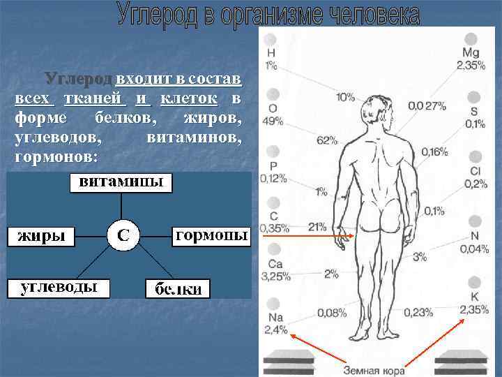 Углерод входит в состав всех тканей и клеток в форме белков, жиров, углеводов, витаминов,